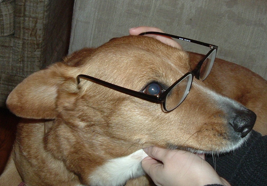 dog wearing glasses