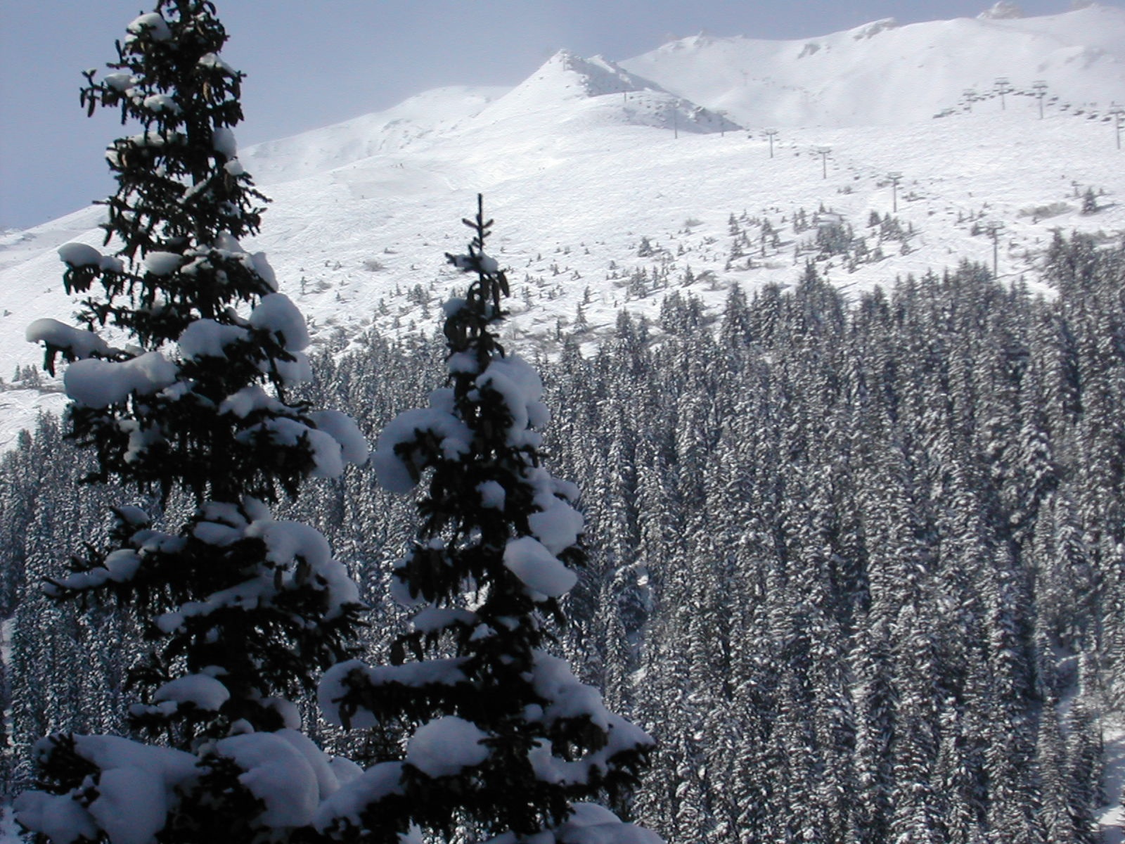 snowy Russian forest