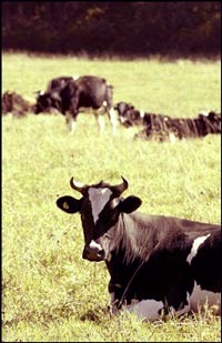 Zinniker Family Farm cows, courtesy of Anthroposophy in America