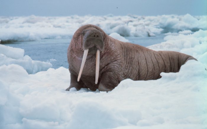 The Gulf of Mexico response plans of four of the five major oil companies discuss protecting walruses. No walruses live in the Gulf.
